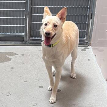 Labrador Retriever and Mixed Breed Dogs Available for Adoption in Murray, Utah - Presley | PetCurious