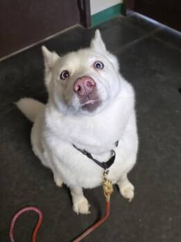 Husky and Siberian Husky Dogs Available for Adoption in Springfield, Missouri - Hera | PetCurious