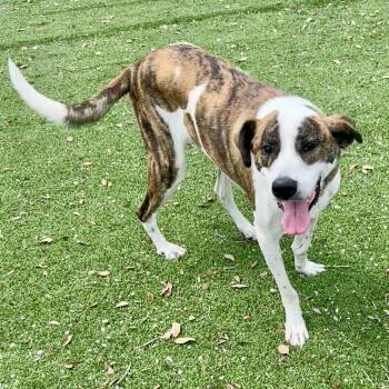 Sketchers 6803 -  Mixed Breed Dog for Adoption in Loxahatchee Groves, Florida - Sketchers 6803 | PetCurious