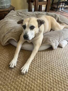 Labrador Retriever Dogs Available for Adoption in The Woodlands, Texas - Maggie | PetCurious