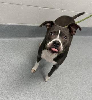 FIONA -  Pit Bull Terrier and Mixed Breed Dog for Adoption in Indianapolis, Indiana - FIONA | PetCurious