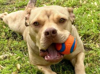 Rescue Pit Bull Terrier Dogs for Adoption in Zuni, Virginia - Anya | PetCurious