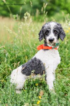 Jarvis -  Poodle Dog for Adoption in Drumbo, Ontario - Jarvis | PetCurious