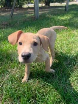 Kane -  Hound Dog for Adoption in Medfield, Massachusetts - Kane | PetCurious