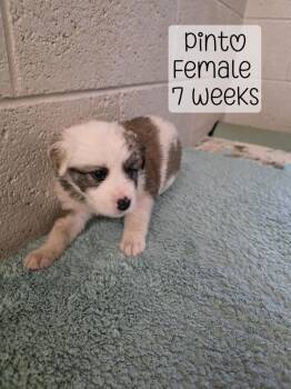 Pinto -  Mixed Breed Dog for Adoption in Holbrook, Arizona - Pinto | PetCurious