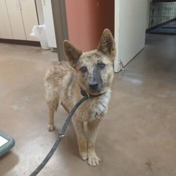 Rescue Mixed Breed Dogs for Adoption in Flagstaff, Arizona - Moon | PetCurious