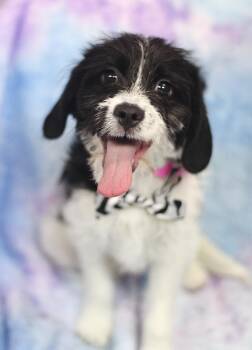 Collie Dogs Available for Adoption - Sugar Pie In NH! Come Meet Our Adoptable Dogs Wednesday-Saturday | PetCurious