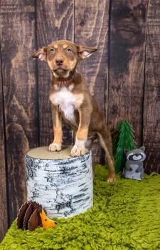 751-26 -  Shepherd Dog for Adoption in Brighton, Colorado - 751-26 | PetCurious