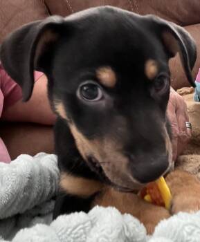Filmore -  Pit Bull Terrier Dog for Adoption in Evansville, Indiana - Filmore | PetCurious