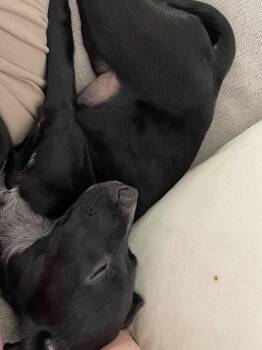 Junie B -  Labrador Retriever Dog for Adoption in Salt Lake City, Utah - Junie B | PetCurious