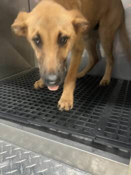 LANCE -  Mixed Breed Dog for Adoption in Dallas, Texas - LANCE | PetCurious