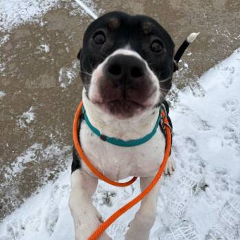 American Staffordshire Terrier Dogs Available for Adoption in Grand Rapids, Michigan - Buddy | PetCurious