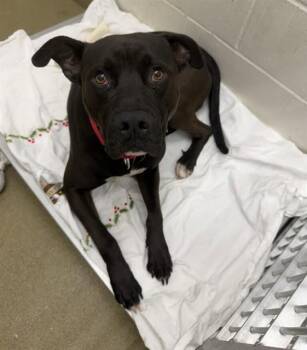 Pit Bull Terrier and Mixed Breed Dogs Available for Adoption in St. Louis, Missouri - DEAN | PetCurious