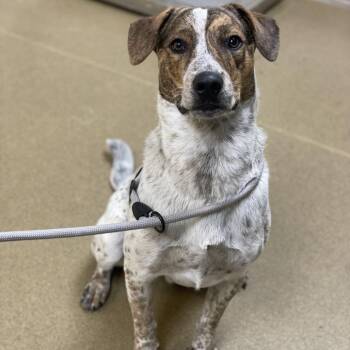 Cattle Dog and Mixed Breed Dogs Available for Adoption - Roadee | PetCurious