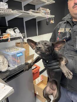 Betty Boop -  Chihuahua Dog for Adoption in Las Vegas, New Mexico - Betty Boop | PetCurious
