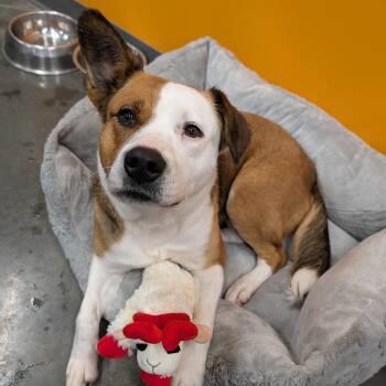 Mixed Breed Dogs Available for Adoption - Motley | PetCurious