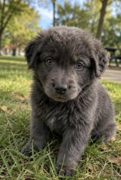 American Staffordshire Terrier and Poodle Dogs Available for Adoption in Corona, California - Tavern | PetCurious