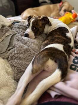 Jovie June Joy -  Pit Bull Terrier and Boxer Dog for Adoption in Friendswood, Texas - Jovie June Joy | PetCurious