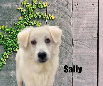 Sally -  Great Pyrenees Dog for Adoption in Marshville, North Carolina - Sally | PetCurious