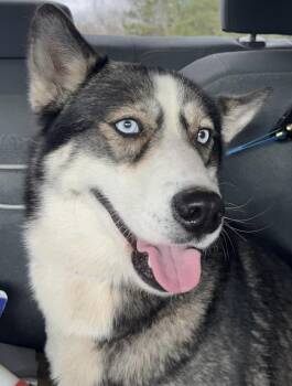 Rescue Husky Dogs for Adoption in Troy, Alabama - Trixie | PetCurious
