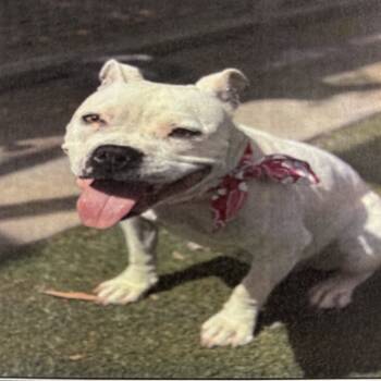 Rescue Pit Bull Terrier Dogs for Adoption in Los Angeles, California - Ivory A2218203 | PetCurious