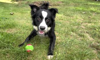 Tate -  Border Collie Dog for Adoption in Weare, New Hampshire - Tate | PetCurious
