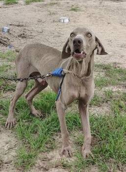 Riggs -  Weimaraner Dog for Adoption in Marietta, Georgia - Riggs | PetCurious