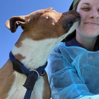 Pit Bull Terrier Dogs Available for Adoption in Philadelphia, Pennsylvania - Pulitzer | PetCurious