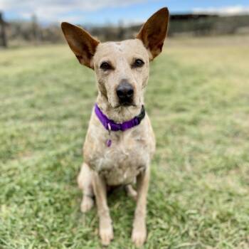 Rescue Cattle Dog Dogs for Adoption in Glenwood Springs, Colorado - Rebel | PetCurious