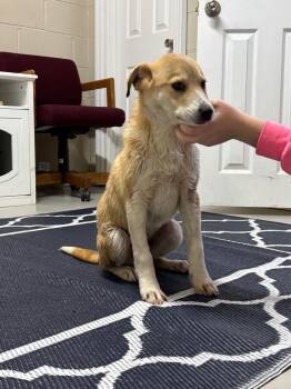 Mixed Breed Dogs Available for Adoption - Viper | PetCurious