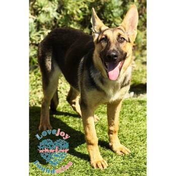 Charity COH -  German Shepherd Dog Dog for Adoption in Inglewood, California - Charity COH | PetCurious
