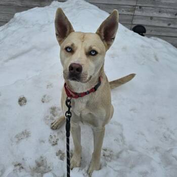 Mixed Breed Dogs Available for Adoption - Diesel | PetCurious