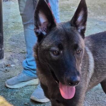 Chocolate Chip -  Alaskan Malamute and American Staffordshire Terrier Dog for Adoption in Philadelphia, Pennsylvania - Chocolate Chip | PetCurious
