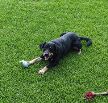 Charlie -  German Shepherd Dog Dog for Adoption in Rockwell City, Iowa - Charlie | PetCurious