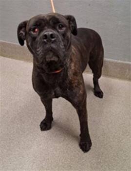 Mastiff Dogs Available for Adoption in Las Vegas, Nevada - LUCILLE | PetCurious