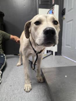 Princess Wagmuffin -  Retriever Dog for Adoption in Las Vegas, New Mexico - Princess Wagmuffin | PetCurious