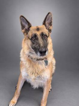 Crimson -  German Shepherd Dog and Mixed Breed Dog for Adoption in Bowling Green, Kentucky - Crimson | PetCurious
