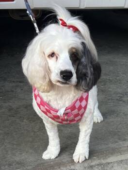 Cruella -  Cocker Spaniel Dog for Adoption in Anniston, Alabama - Cruella | PetCurious