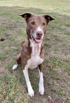 Rescue Mcnab and Siberian Husky Dogs for Adoption in Mcminnville, Oregon - Buddy | PetCurious