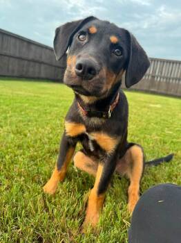 Jenny -  Mixed Breed Dog for Adoption in Huntsville, Alabama - Jenny | PetCurious