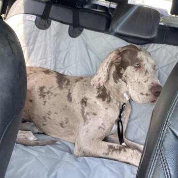 Dexter -  Great Dane Dog for Adoption in Lindenhurst, New York - Dexter | PetCurious