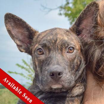 Fenway -  Boston Terrier and Dachshund Dog for Adoption in Huntley, Illinois - Fenway | PetCurious