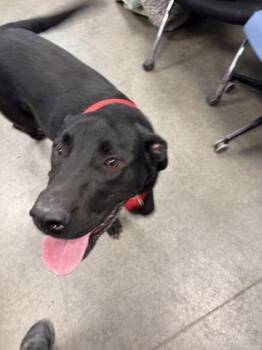 Morgan -  Labrador Retriever and Mixed Breed Dog for Adoption in Fresno, California - Morgan | PetCurious