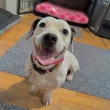 Kevin -  Dachshund and Pit Bull Terrier Dog for Adoption in Los Angeles, California - Kevin | PetCurious