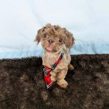 Bear -  Shih Tzu Dog for Adoption in Round Rock, Texas - Bear | PetCurious