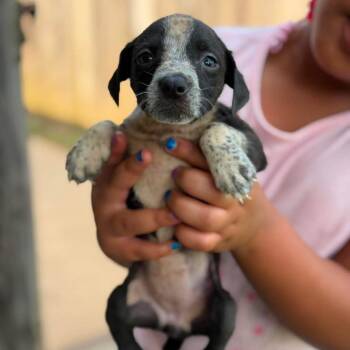 Shanae -  Mixed Breed Dog for Adoption in Buffalo, Minnesota - Shanae | PetCurious