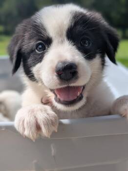 Wendy -  Great Pyrenees Dog for Adoption in Spring Hill, Tennessee - Wendy | PetCurious