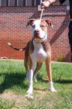 Charlie -  Pit Bull Terrier Dog for Adoption in Stillwater, Oklahoma - Charlie | PetCurious