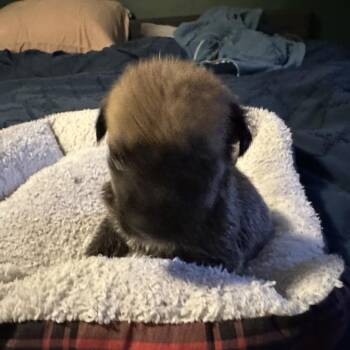 Hashbrown -  Mixed Breed Dog for Adoption in Tacoma, Washington - Hashbrown | PetCurious