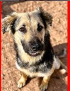 Violet -  Shepherd Dog for Adoption - Violet | PetCurious